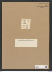 Triceratium nitidum Grev. (de-Toni-Nr.: Genus 140, Species 3979) Zeichnungen Sammlung Grunow Nr. 7455 (NHMW-BOT-W0376547)